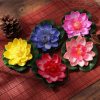Kertész Tavirózsa csomag (5 darab) - virágok a kertedbe, virágágyásokba, balkonokra, teraszokra!